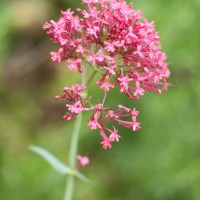 Red Valerian